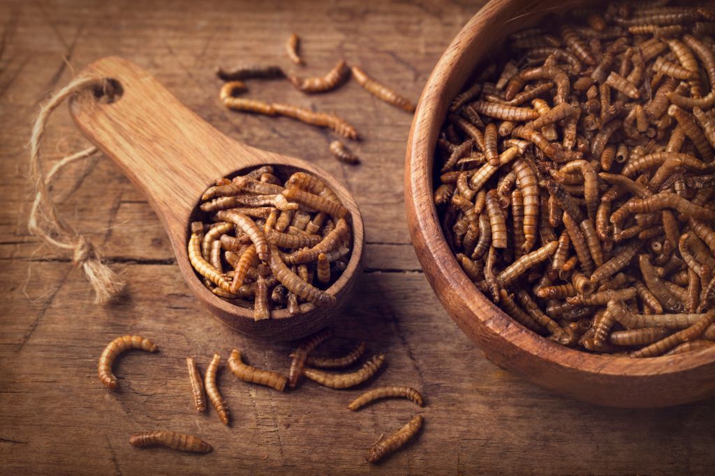 Θα μπουν τα… σκουλήκια στη διατροφή των Ευρωπαίων;