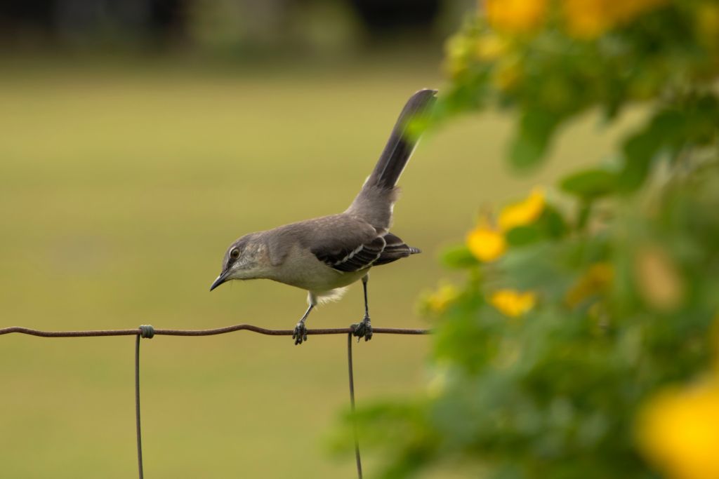 Βρετανία : Βγήκαν για να παρατηρήσουν πτηνό και έλαβαν πρόστιμα για παραβίαση των μέτρων κατά του κοροναϊού