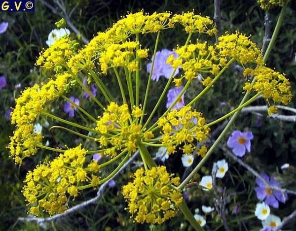 Μετά την κολχικίνη έρχεται η θαψιγαργίνη; – Ποιο είναι το νέο ελπιδοφόρο φάρμακο κατά του Covid