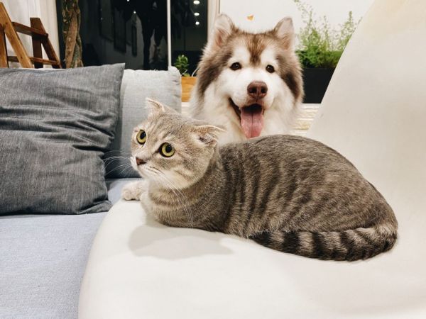 «Οι σκύλοι έχουν ιδιοκτήτες. Οι γάτες έχουν προσωπικό»: Ένα ξεκαρδιστικό βίντεο γίνεται viral στο Instagram