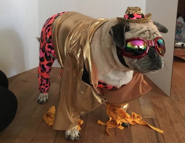 Αυτό το κουτάβι είναι έτοιμο για WWE- Δείτε το βίντεο