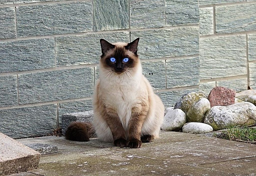 Γάτα Σιάμ : Σε τι διαφέρει από τις περισσότερες ράτσες ;