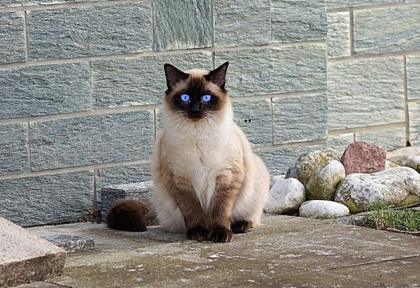 Γάτα Σιάμ : Σε τι διαφέρει από τις περισσότερες ράτσες ;