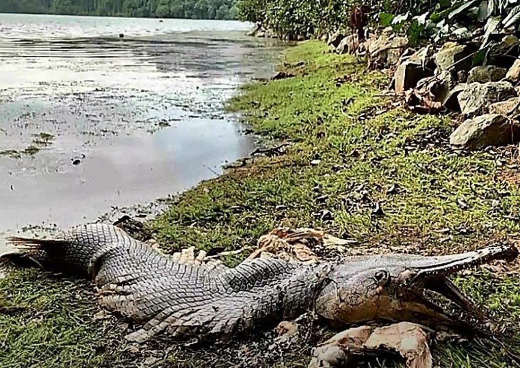 Σιγκαπούρη : Μυστήριο νεκρό πλάσμα προκαλεί αναστάτωση