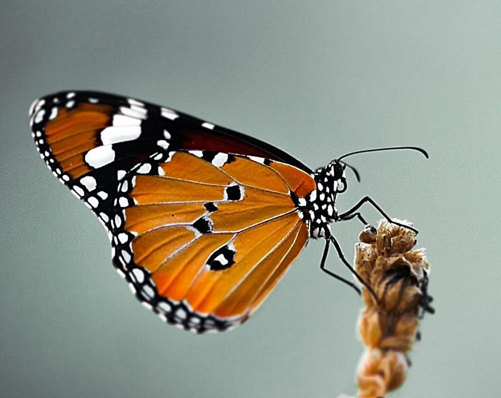 Πεταλούδα : Το έντομο που εντυπωσιάζει με τα φανταχτερά χρώματα των φτερών του