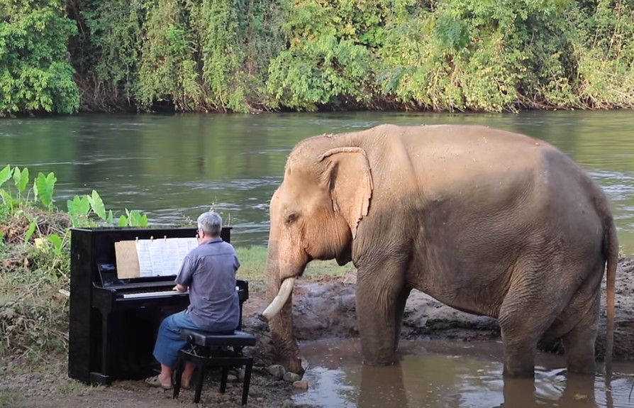 Paul Barton: Παίζοντας Μπετόβεν σε ελέφαντες που σώθηκαν από την αιχμαλωσία
