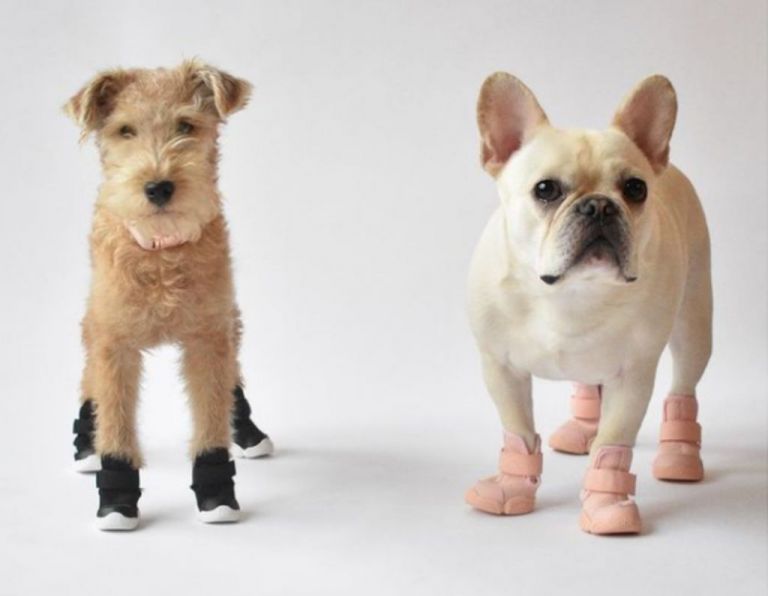 Ήρθε η ώρα να αγοράσετε sneakers στον σκύλο σας