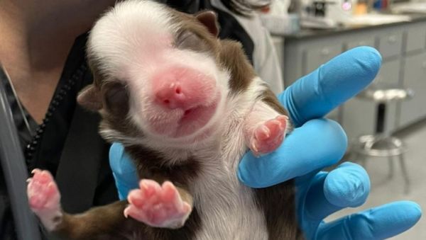 Πραγματικό θαύμα: Γεννήθηκε υγιές κουταβάκι με έξι πόδια και δύο ουρές