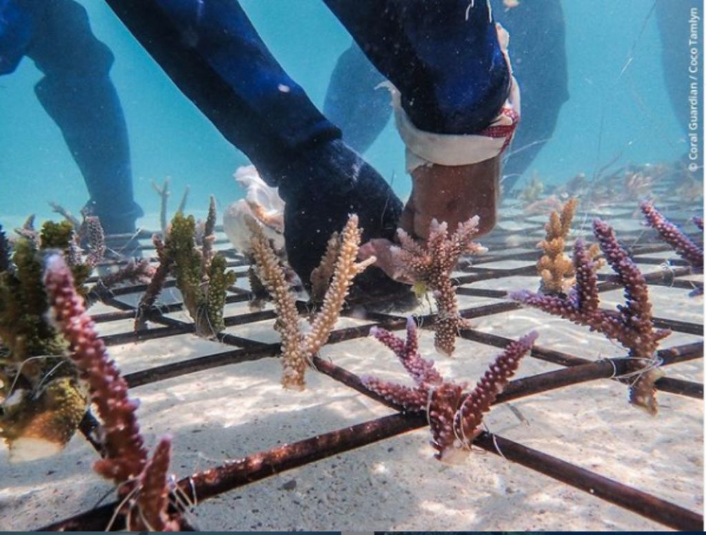 Αυτή η οργάνωση σας επιτρέπει να υιοθετήσετε ένα κοράλλι στην Ινδονησία