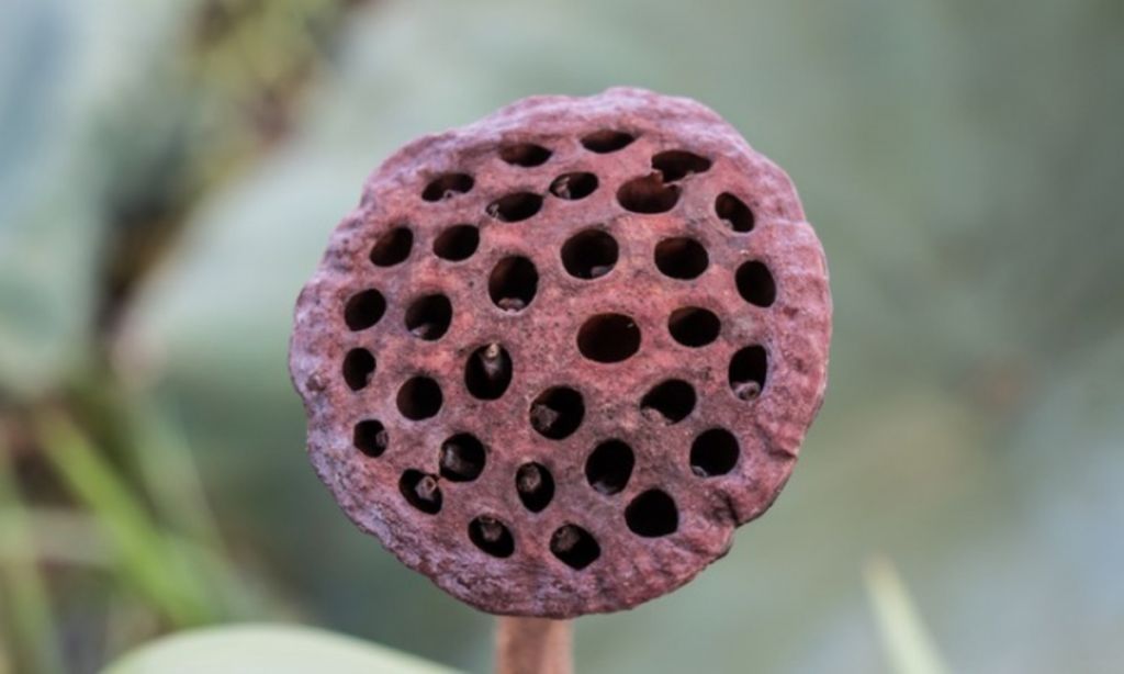 Μήπως πάσχετε από τρυποφοβία και δεν το ξέρετε; Δείτε τα συμπτώματα