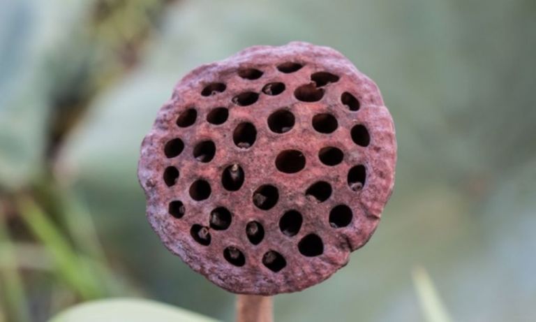 Μήπως πάσχετε από τρυποφοβία και δεν το ξέρετε; Δείτε τα συμπτώματα