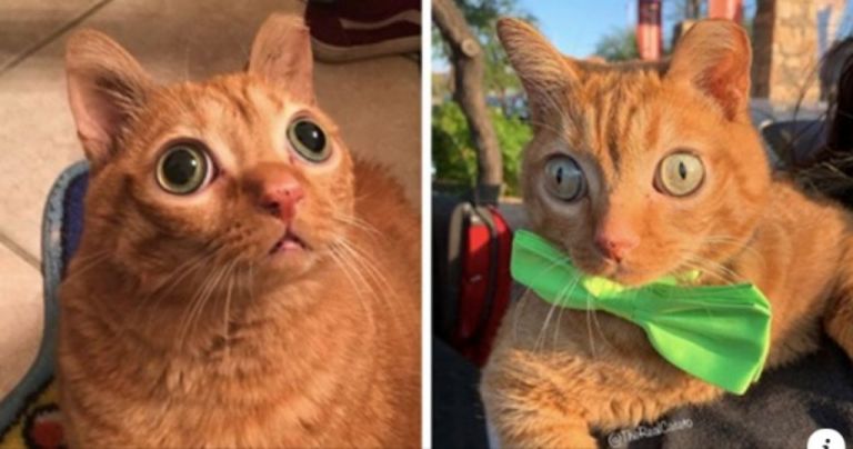 Η γάτα… εξωγήινος που σπάει το ίντερνετ!