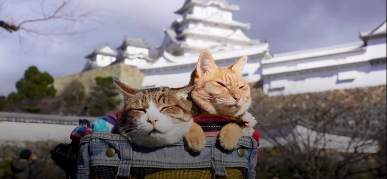 Γατάκια ταξιδεύουν και στους 47 νομούς της Ιαπωνίας μέσα σε 3 χρόνια... και γίνονται viral!