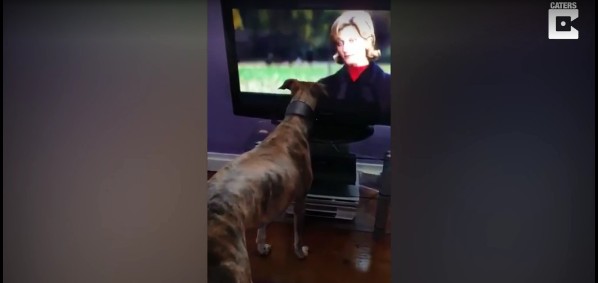 Σκυλάκος συγκινείται βλέποντας τα 101 Σκυλιά της Δαλματίας στην τηλεόραση