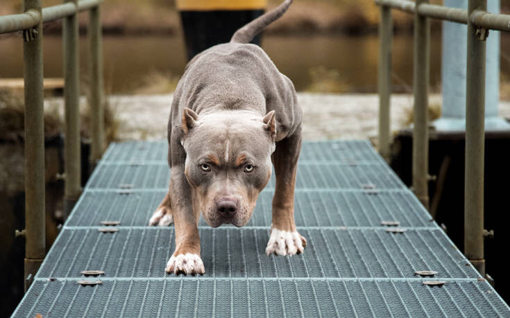 «Μου έκοψε τη μύτη και το στόμα με τα δόντια του»: Η μάχη στο νοσοκομείο μιας 35χρονης μετά την επίθεση από πιτ μπουλ που υιοθέτησε