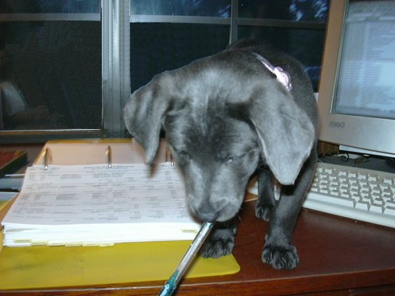 Αυτό το σκυλάκι είναι ο ιδανικός βοηθός στην τηλεργασία – Βίντεο