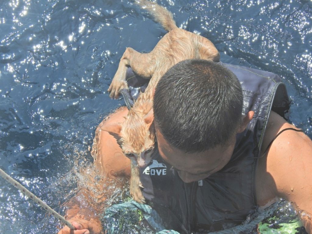 Ταϊλάνδη : Το Πολεμικό Ναυτικό σώζει γάτες από βυθιζόμενο πλοίο [εικόνες]