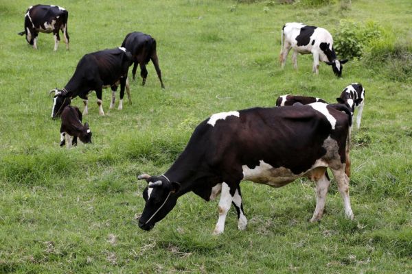 Τι σχέση έχουν οι αγελάδες, τα φύκια και η κλιματική αλλαγή