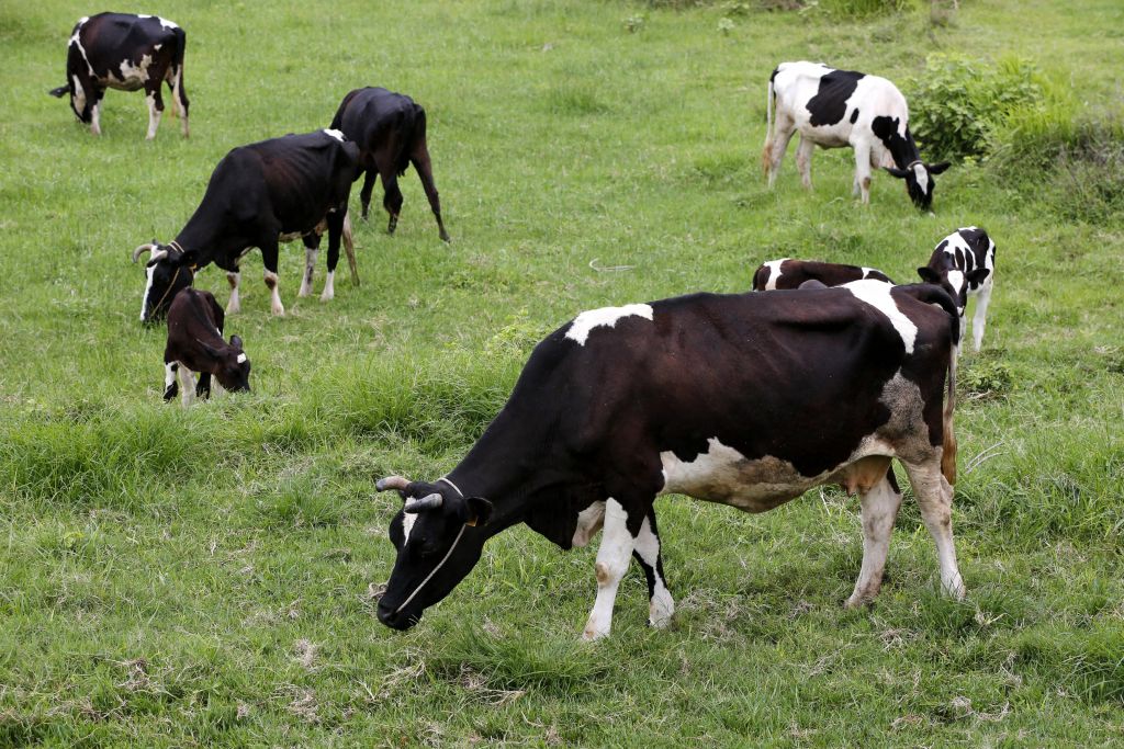 Τι σχέση έχουν οι αγελάδες, τα φύκια και η κλιματική αλλαγή