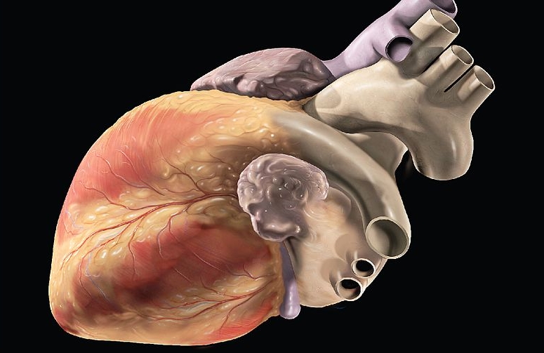 Κοροναϊός: Πώς καταστρέφει τα κύτταρα του καρδιακού μυός