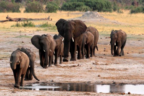 Κρίσιμη η κατάσταση για τους ελέφαντες της Αφρικής