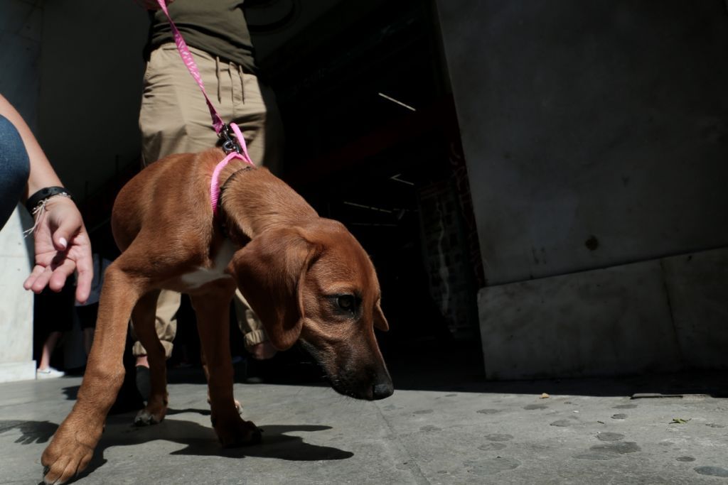 Καβάλα : Κατήγγειλαν κακοποίηση ζώου και «έφαγαν» πρόστιμο άσκοπης μετακίνησης