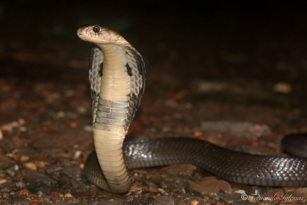 Τι συμπτώματα προκαλεί το δάγκωμα κόμπρας που έστειλε 30χρονο στην εντατική