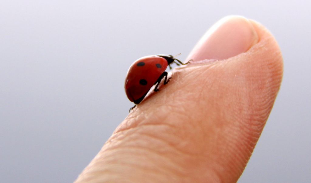 Πώς θα μετρήσετε το βαρυτικό πεδίο μιας πασχαλίτσας