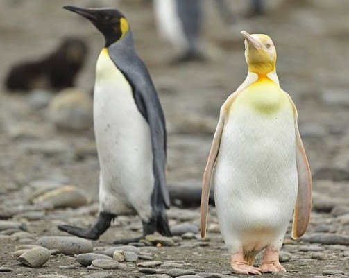 H ομορφιά του κίτρινου πιγκουίνου που εντυπωσίασε τους επιστήμονες