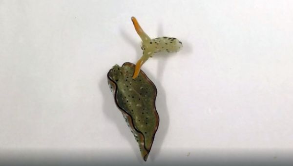 «Σαν ταινία τρόμου»: Η περίπτωση των σαλιγκαριών που επιζούν χωρίς σώμα