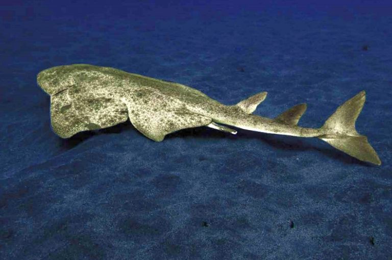 Γνωρίστε τους αγγελοκαρχαρίες της Ελλάδας όσο προλαβαίνετε