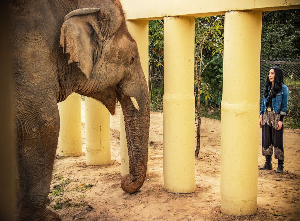 H Cher σώζει τον πιο μοναχικό ελέφαντα του κόσμου