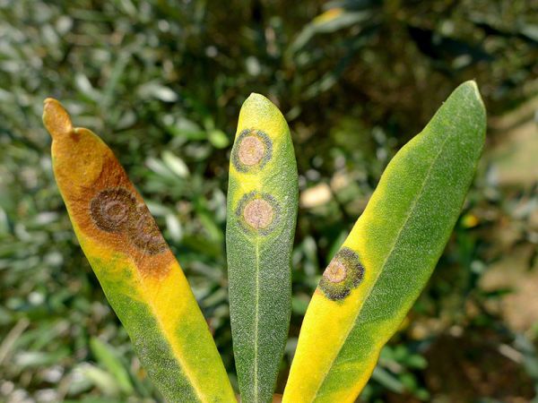 Κυκλοκόνιο : Πώς να το αντιμετωπίσετε