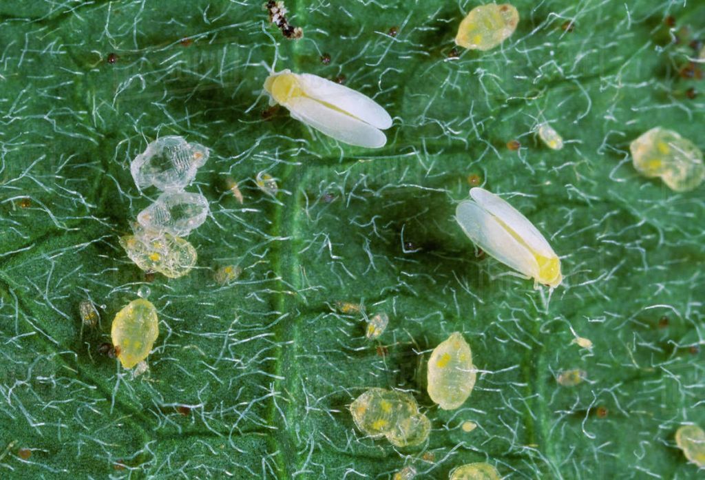 Πρώτο έντομο που συνελήφθη να κλέβει γονίδια από φυτά
