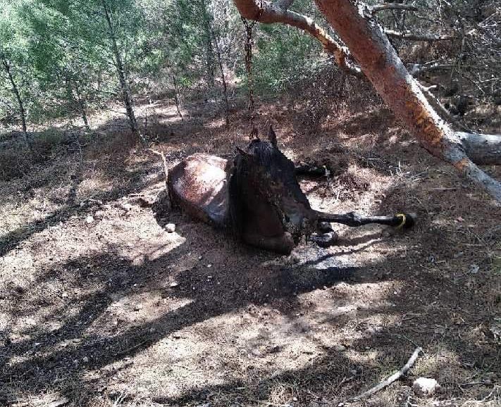 Λέσβος : Συνελήφθη το «τέρας» που έδεσε άλογο με αλυσίδες και το άφησε να πεθάνει από ασιτία