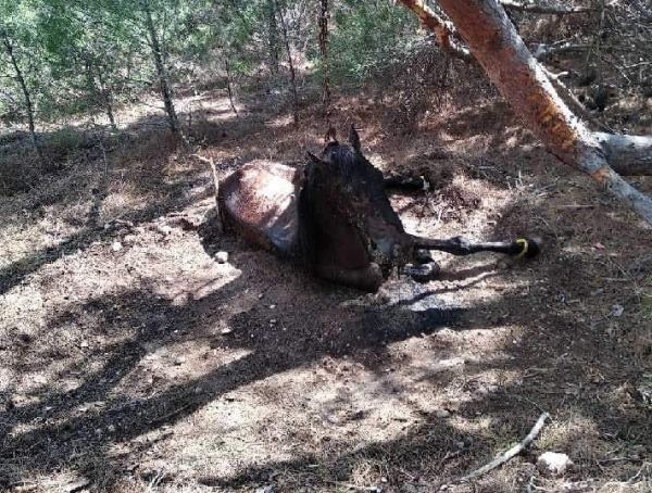 Λέσβος: Έδεσαν άλογο με αλυσίδες και το άφησαν να πεθάνει από ασιτία