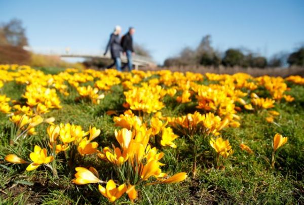 Κοροναϊός : Η γύρη αυξάνει τη μολυσματικότητα του ιού