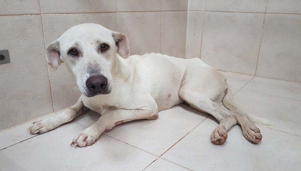 Καβάλα : Πήγαν να βοηθήσουν κακοποιημένο ζώο και «έφαγαν» πρόστιμα για άσκοπη μετακίνηση