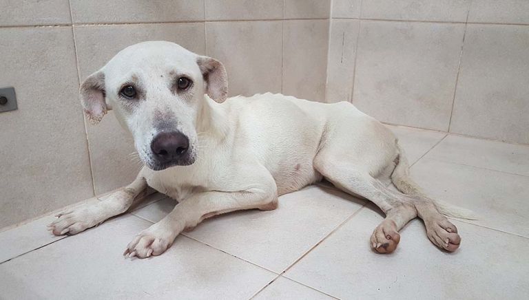 Καβάλα : Πήγαν να βοηθήσουν κακοποιημένο ζώο και «έφαγαν» πρόστιμα για άσκοπη μετακίνηση