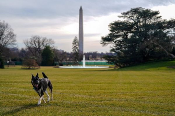Τζο Μπάιντεν : Ο σκύλος του δάγκωσε δεύτερο άνθρωπο μέσα σε ένα μήνα
