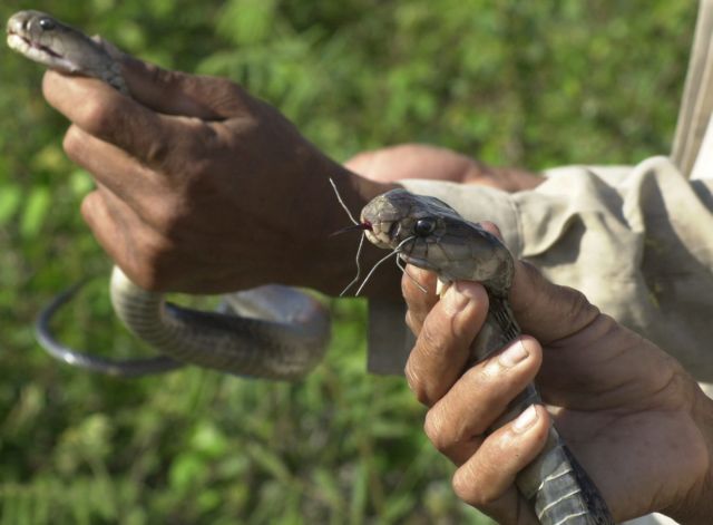 Στην εντατική ο 30χρονος από δάγκωμα κόμπρας