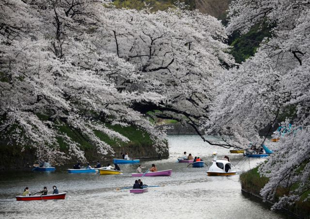 Ιαπωνία : Ευθύνεται η κλιματική αλλαγή για την πρόωρη άνθιση των κερασιών;
