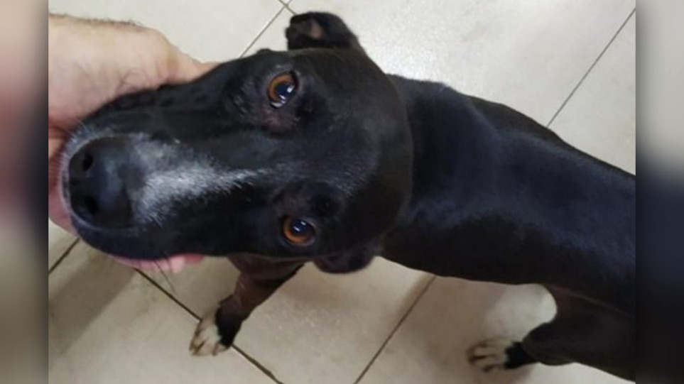 Βραζιλία : Αδέσποτος σκύλος μπαίνει μόνος του σε κτηνιατρική κλινική