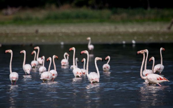 Πυρά αντιπολίτευσης και οργανώσεων για τις ιδιωτικές επενδύσεις σε περιοχές Natura