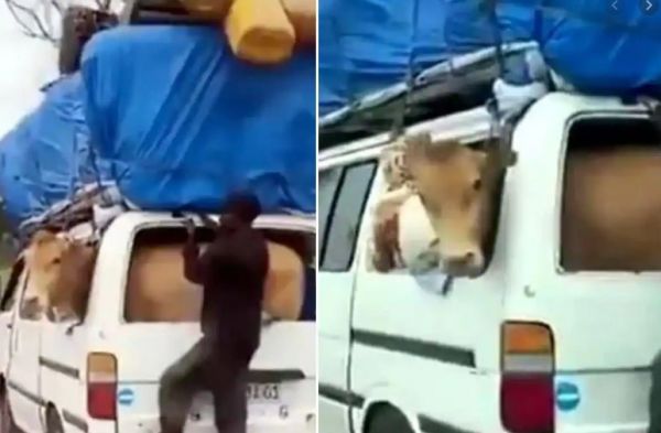 Αγελάδα κάνει road trip και το διασκεδάζει – Βίντεο