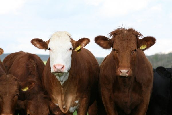 Τι προβλέπει η ΕΕ για το 2021 σε γάλα και κρέας