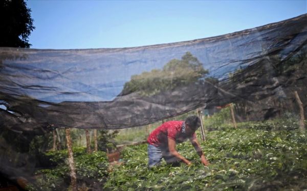 Εργάτες γης : Ανοίγει ο δρόμος για τους μετακλητούς από τρίτες χώρες
