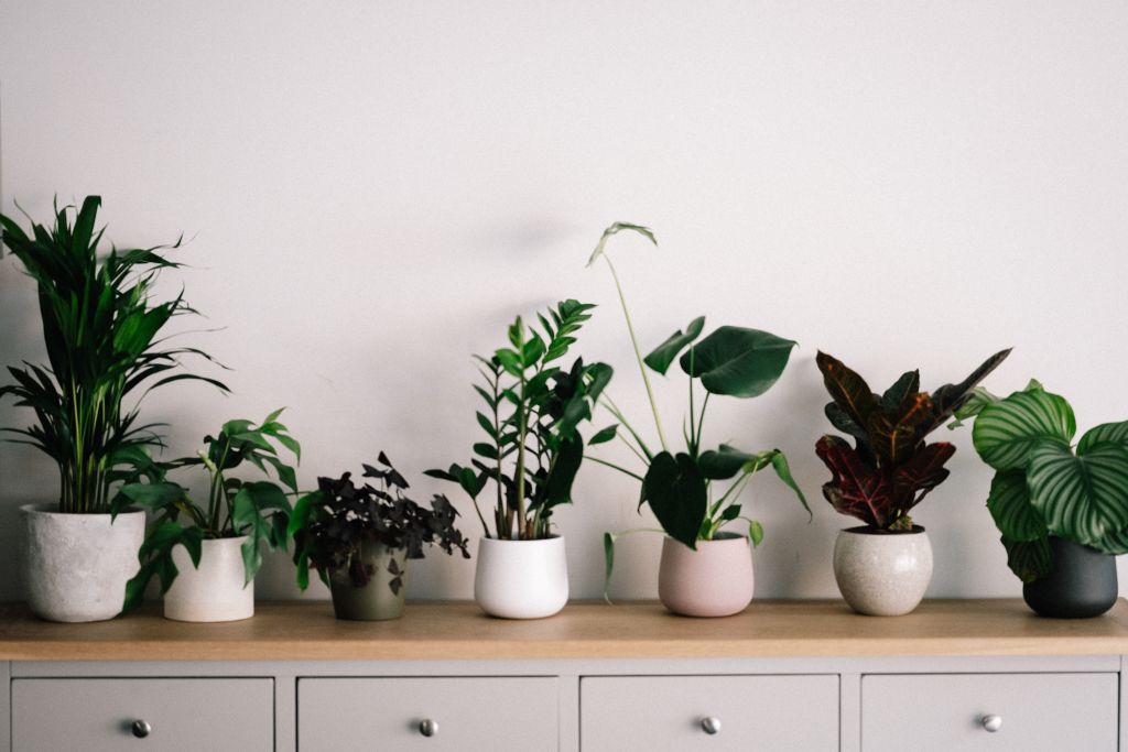 Φυτά εσωτερικού χώρου : Τα καλύτερα tips για να ομορφύνουν το σαλόνι σας και να… επιβιώσουν