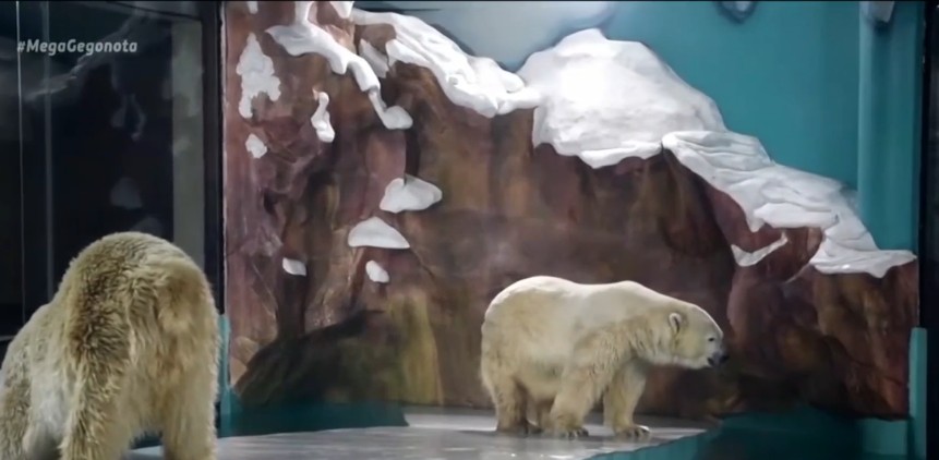 Κίνα : Διαμονή παρέα με πολικές αρκούδες προσφέρει ξενοδοχείο