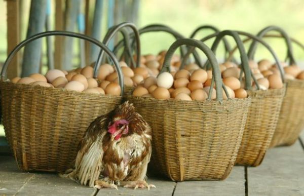 Συμφώνησαν σε Ενιαία Διεπαγγελματική Οργάνωση Αυγών